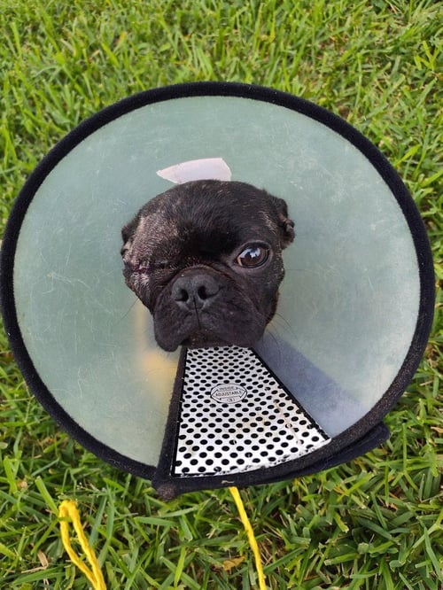 CHAI (TX) - Pug available for adoption