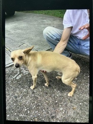 MASON (GA) - Chihuahua available for adoption