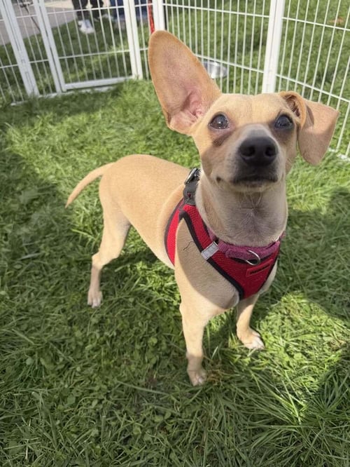 MASON (GA) - Chihuahua available for adoption
