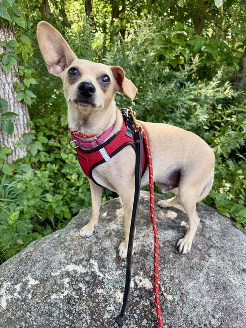MASON (GA) - Chihuahua for adoption in Jersey City