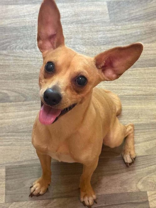 MASON (GA) - Chihuahua available for adoption