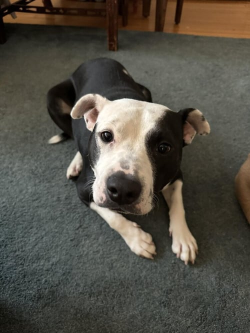 HOPE (GA) - Pit Bull Terrier available for adoption