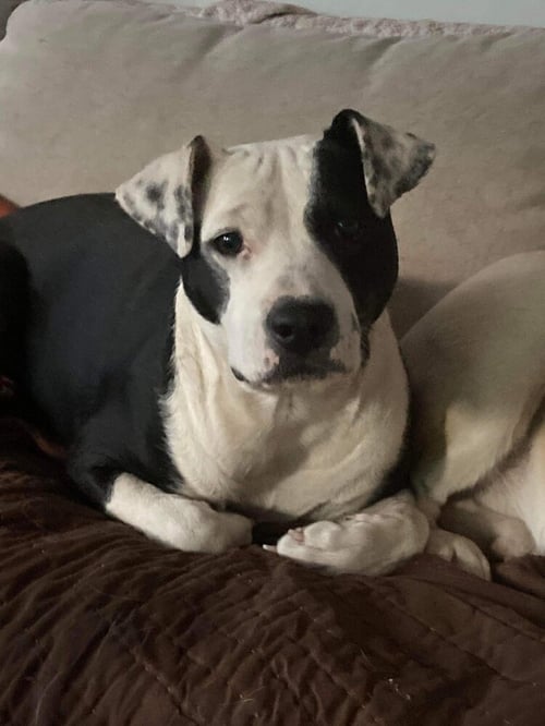 HOPE (GA) - Pit Bull Terrier available for adoption