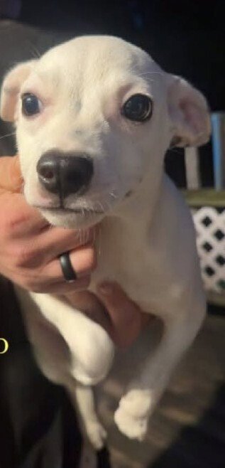 MATEO (GA) - Chihuahua available for adoption