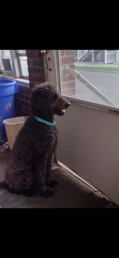 MOLLIE (AL) - Terrier available for adoption