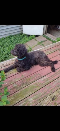 Mollie (AL-1) - Photo 1