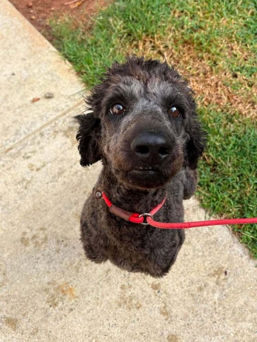 MOLLIE (AL) - Terrier available for adoption