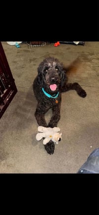 Mollie (AL) - Photo 1