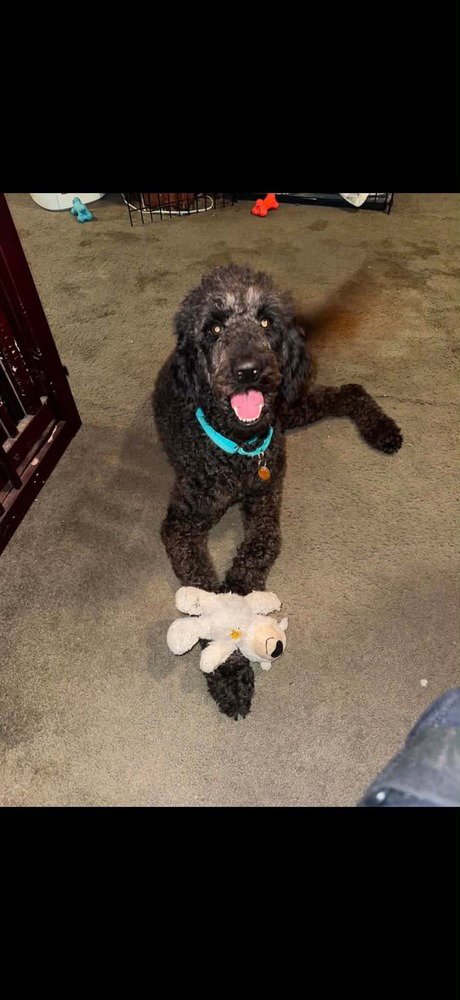 MOLLIE (AL) - Terrier available for adoption
