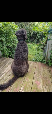 Mollie (AL-1) - Photo 4