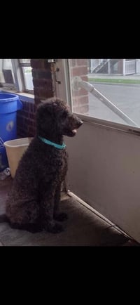 Mollie (AL) - Photo 3