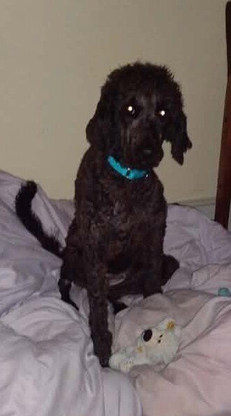MOLLIE (AL) - Terrier available for adoption