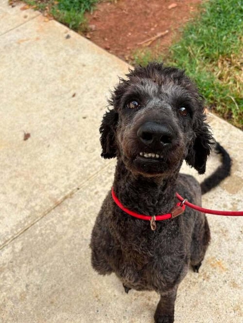 MOLLIE (AL) - Terrier available for adoption