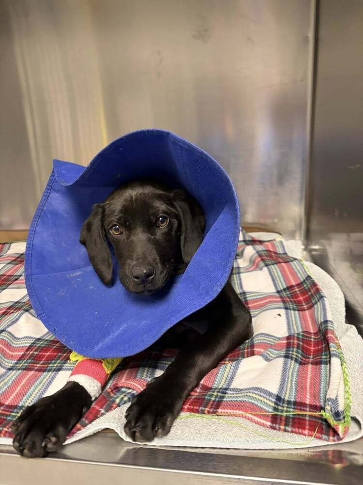 VIOLET (SC) - Labrador Retriever available for adoption