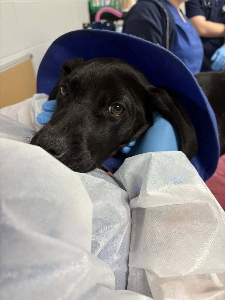 VIOLET (SC) - Labrador Retriever available for adoption