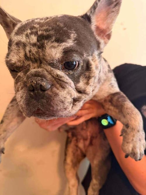 BABS (GA) - French Bulldog available for adoption
