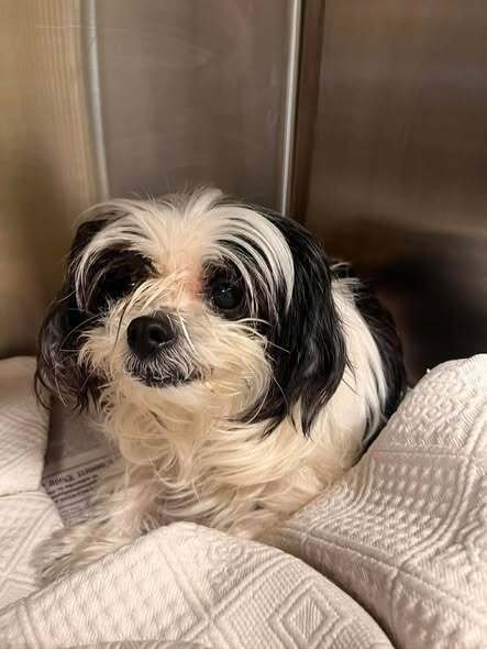 PANDA (GA) - Shih Tzu available for adoption