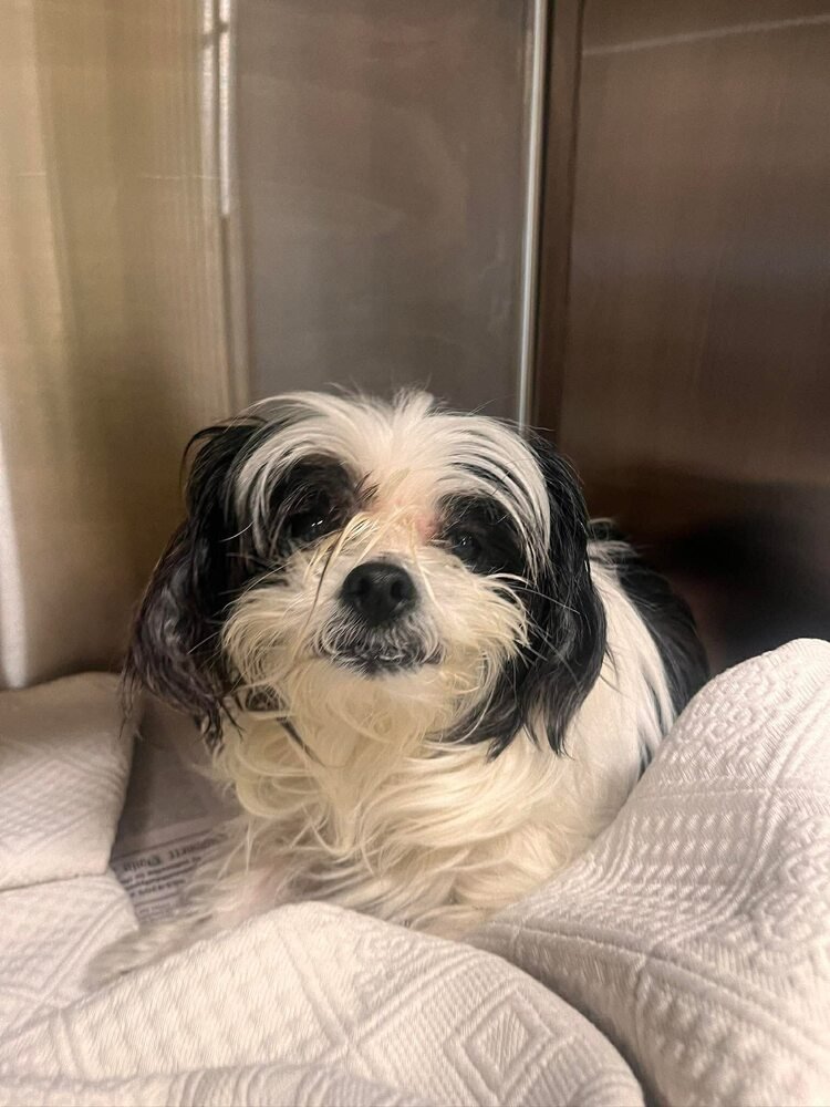 PANDA (GA) - Shih Tzu available for adoption