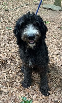 Reggie (SC) - Photo 1