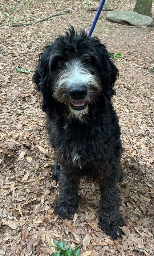 REGGIE (SC) - Golden Retriever for adoption in New York