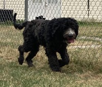 Reggie (SC) - Photo 3