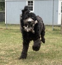 Reggie (SC) - Photo 4