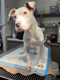 Lena (GA) - Photo 4