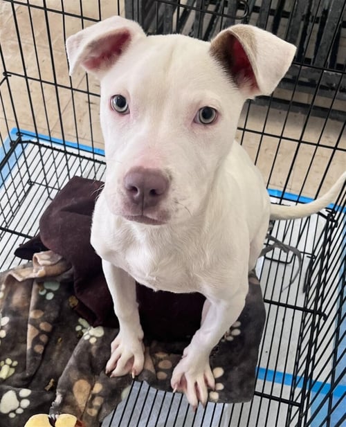 LENA (GA) - American Bulldog available for adoption