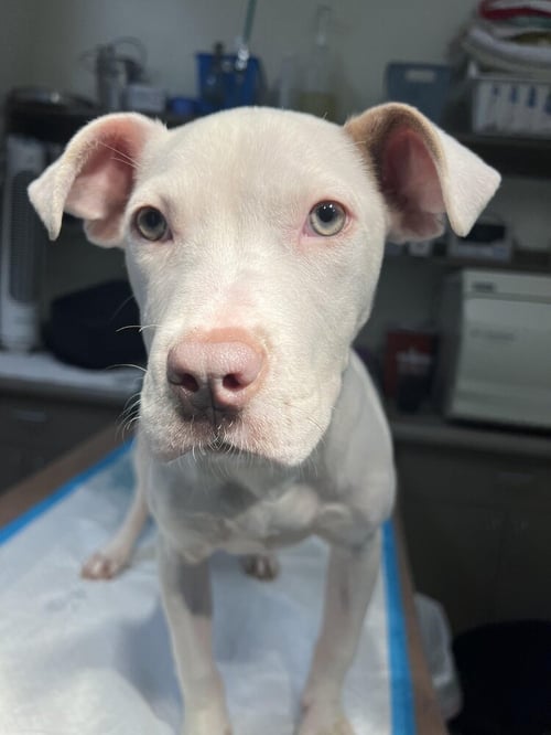 LENA (GA) - American Bulldog available for adoption