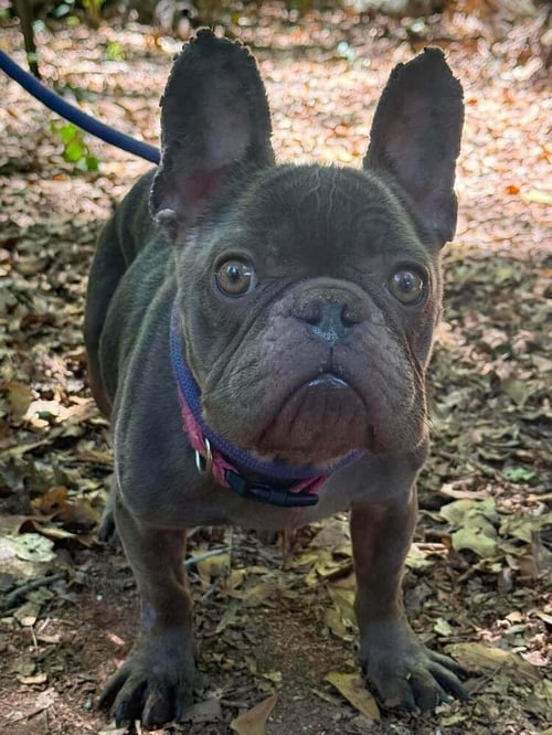 GABBY (GA) - French Bulldog available for adoption