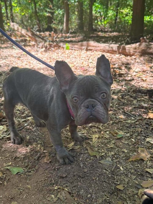 GABBY (GA) - French Bulldog available for adoption