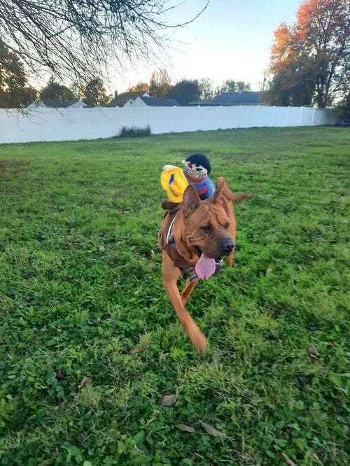 BEBE (TX) - Shar Pei available for adoption