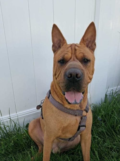 BEBE (TX) - Shar Pei available for adoption
