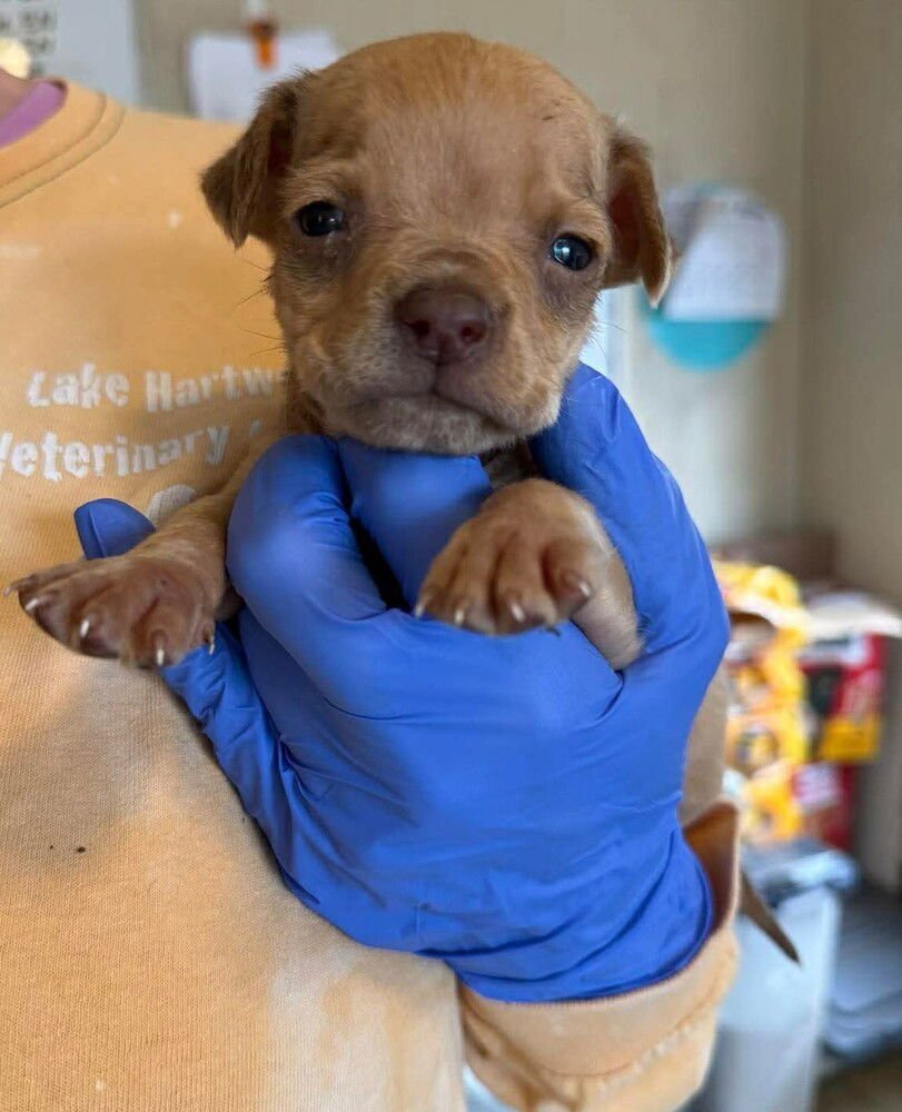 PEANUT (AL) - Labrador Retriever available for adoption