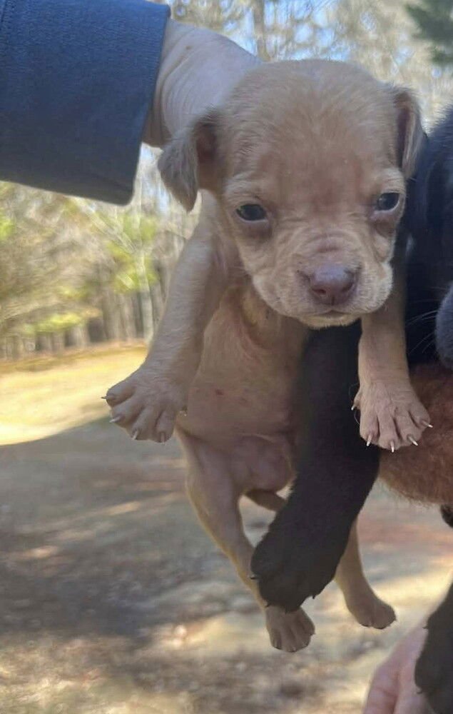 PEANUT (AL) - Labrador Retriever available for adoption