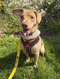 Peanut (AL) - Photo 1