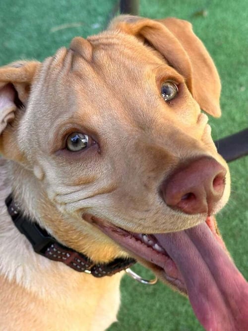 PEANUT (AL) - Labrador Retriever available for adoption