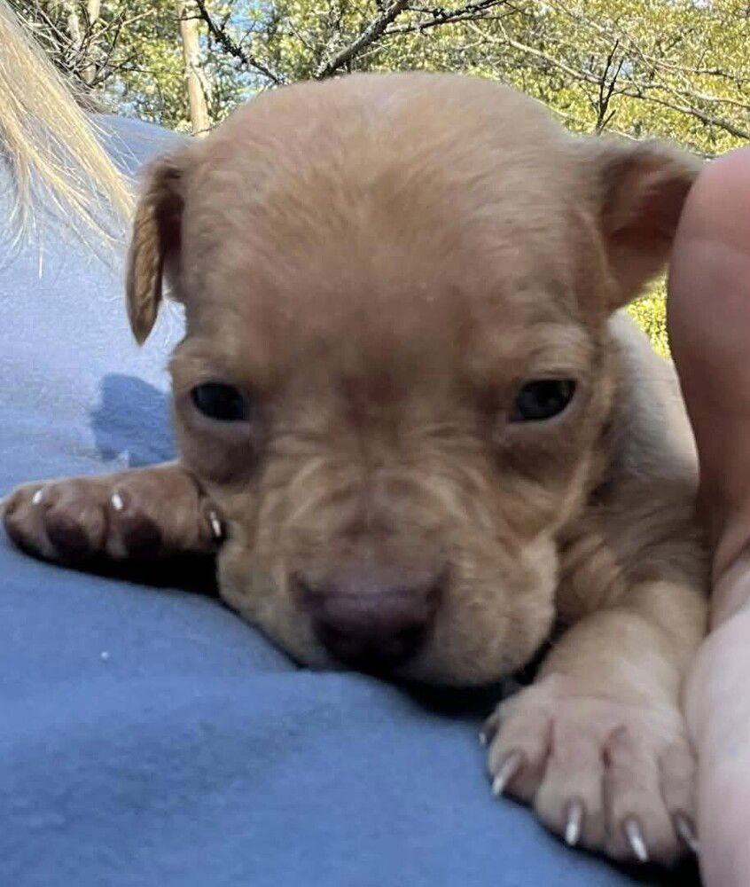 Peanut (AL) - Photo 4