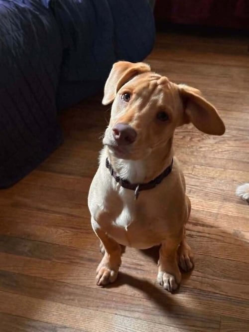 PEANUT (AL) - Labrador Retriever available for adoption