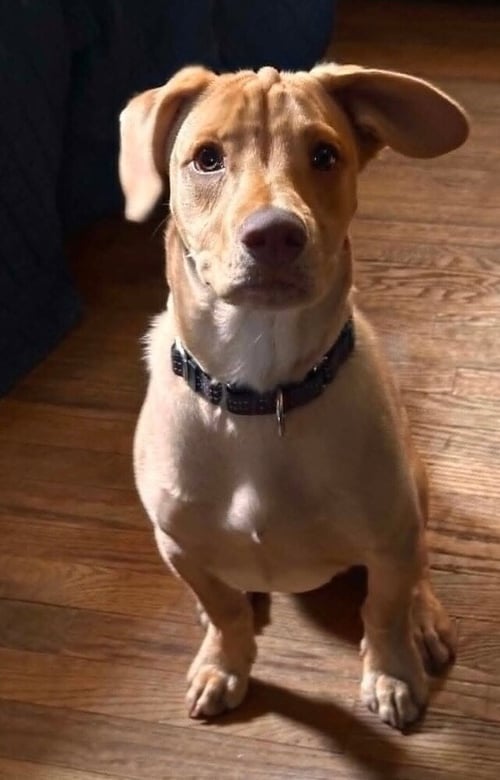 PEANUT (AL) - Labrador Retriever available for adoption