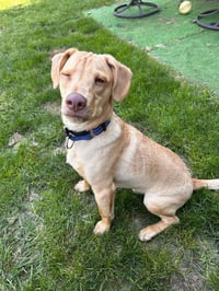 Peanut (AL) - Photo 3