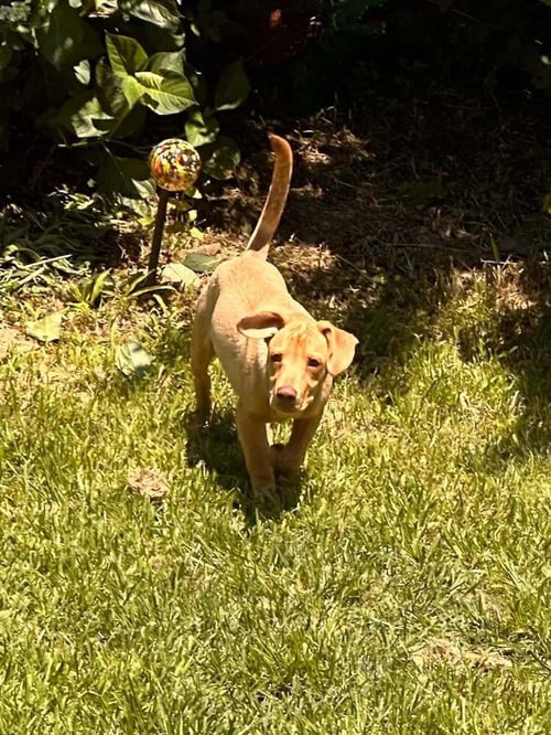 PEANUT (AL) - Labrador Retriever available for adoption