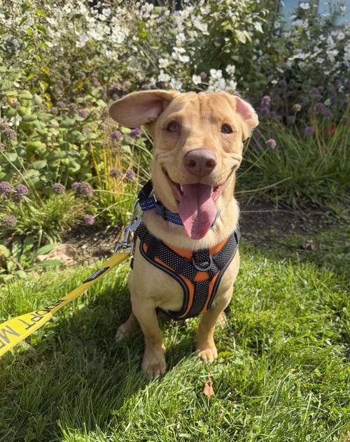 PEANUT (AL) - Labrador Retriever available for adoption