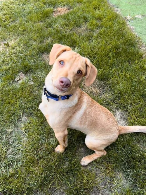 PEANUT (AL) - Labrador Retriever available for adoption