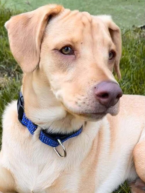 PEANUT (AL) - Labrador Retriever available for adoption