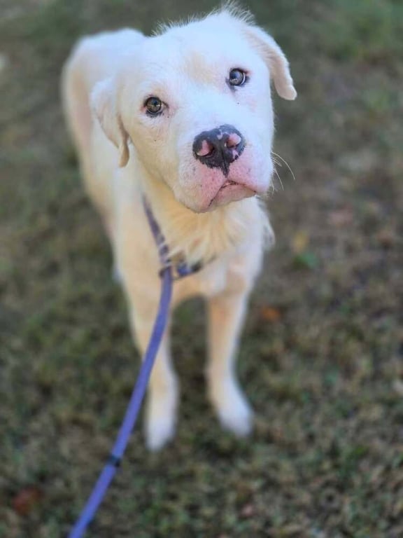 Bolt (GA) Image