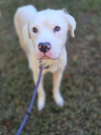 Bolt (GA) - Photo 4