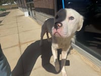 Bolt (GA) - Photo 3