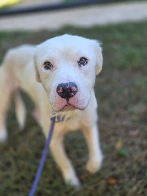 BOLT (GA) - Unknown available for adoption