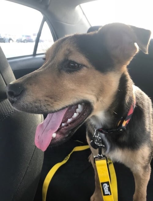 EDDIE AKA JACK - Shepherd available for adoption